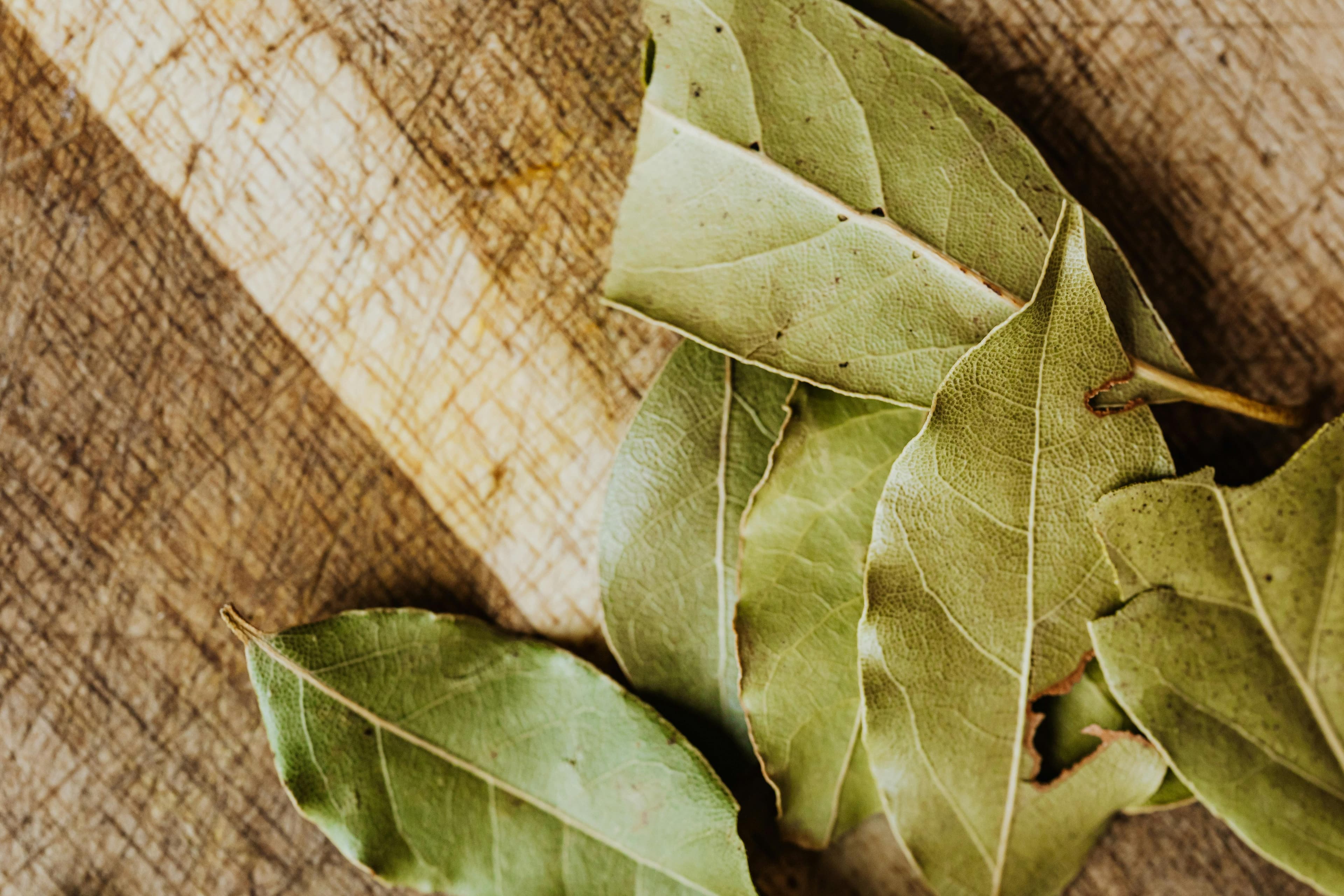 Indian bay leaf (tej patta) used in cooking