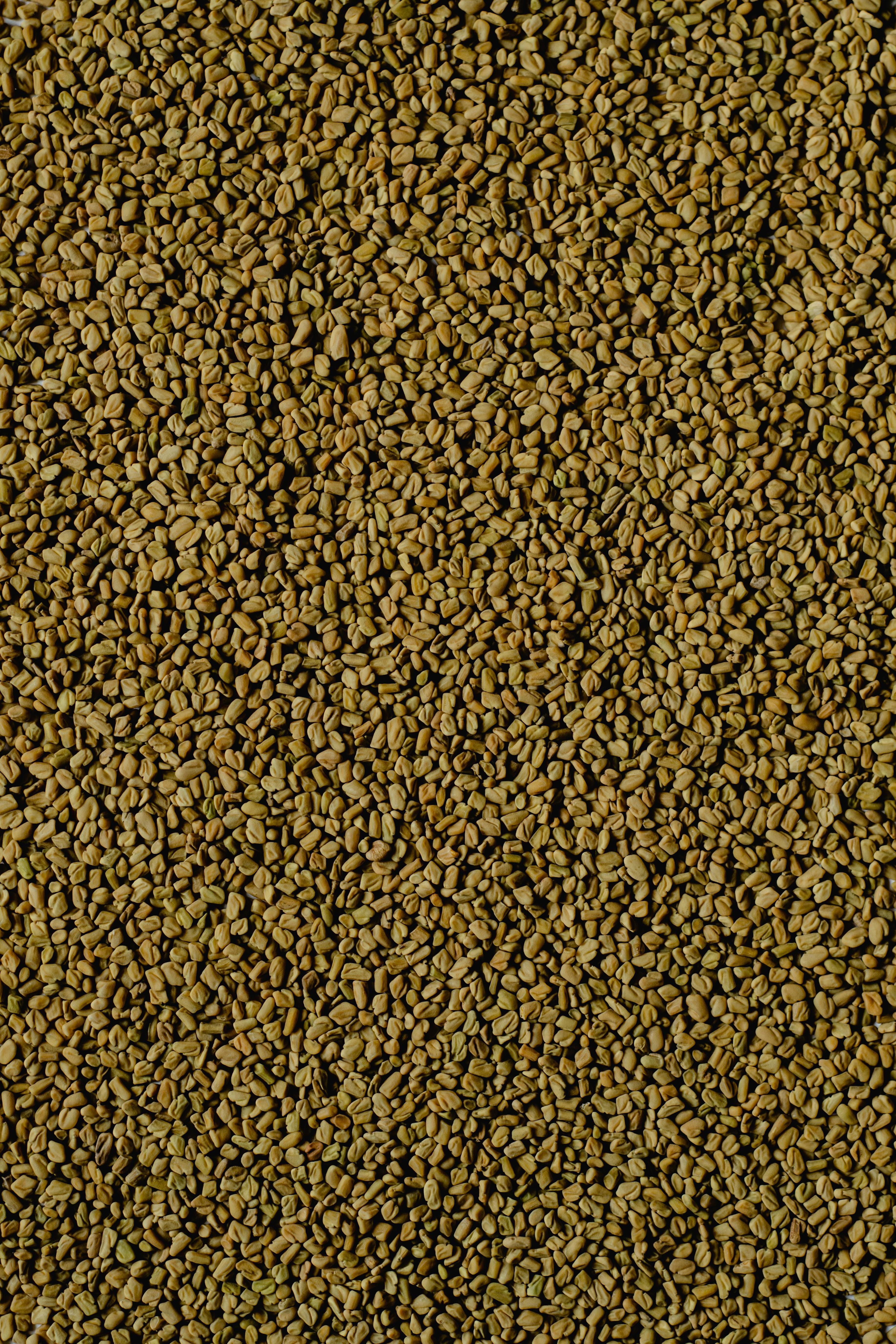 Fenugreek seeds used in Indian spice blends