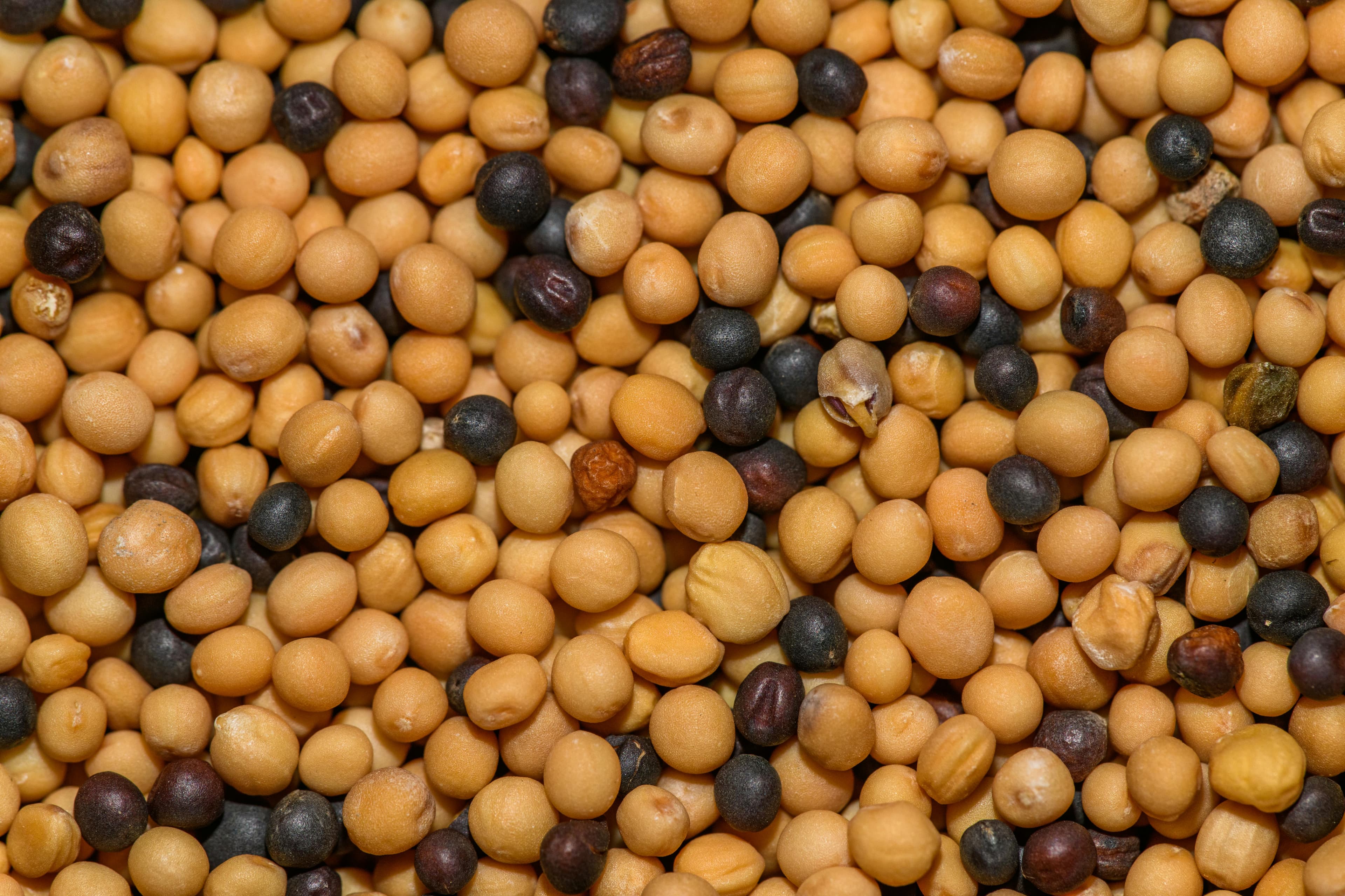 Black mustard seeds used in Indian tempering